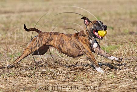 American Staffordshire Terrier gestromt Action Ball