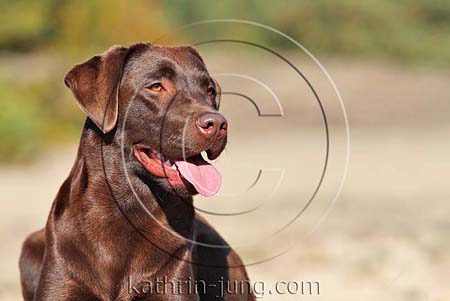 Labrador braun