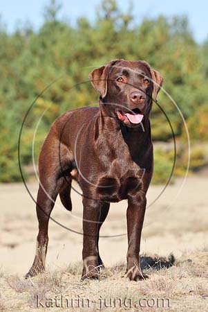Labrador braun Heide Herbst