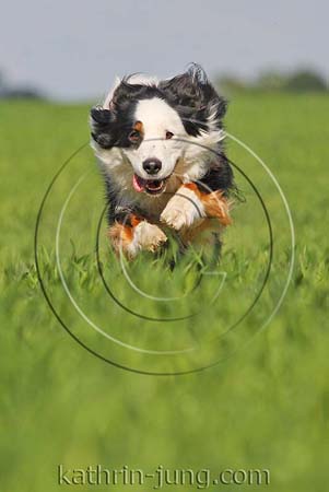 Australian Shepherd in Action
