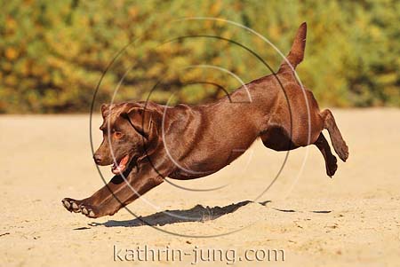 Hund Labrador Action