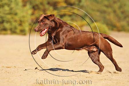 Hund Labrador Action Herbst Heide