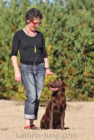 Hund Labrador Gehorsam Training