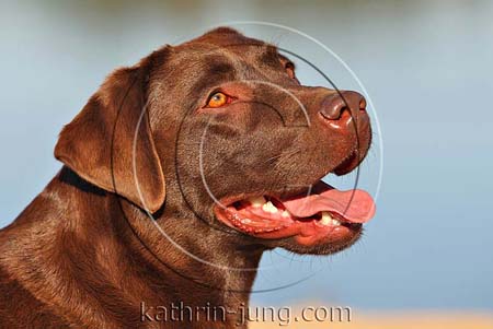 Hund Labrador Portrait Wasser