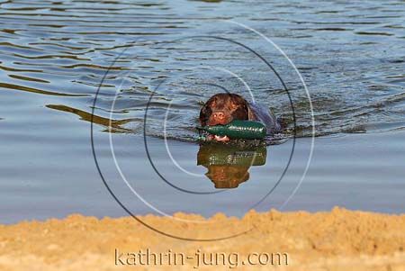 Hund Labrador apportiert Dummy schwimmt