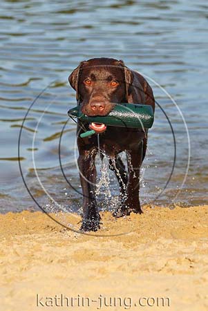 Hund Labrador apportiert Dummy aus Wasser