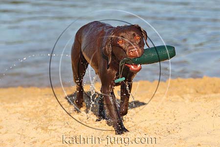 Hund Labrador apportiert Dummy aus Wasser spritzt