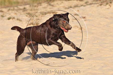 Hund Labrador nass im Sand