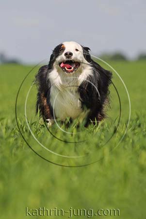 Australian Shepherd in Action Australian Shepherd in Action