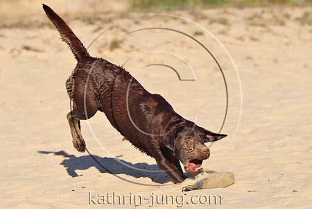 Hund Labrador nass sandig schmutzig Dummy