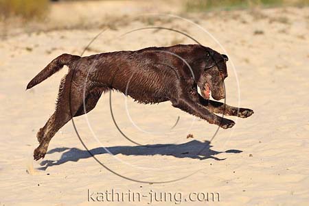 Hund Labrador nass sandig schmutzig Action