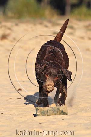 Hund Labrador nass sandig schmutzig Action Dummy
