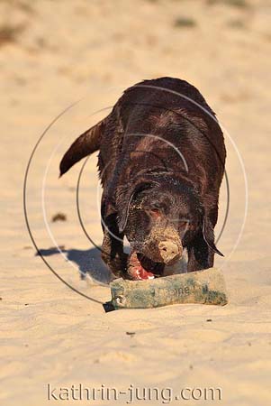 Hund Labrador nass sandig schmutzig schnappt nach Dummy