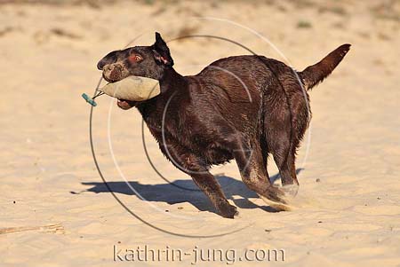 Hund Labrador nass sandig schmutzig apportiert Dummy