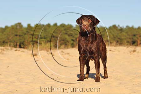 Hund Labrador nass sandig schmutzig steht Strand