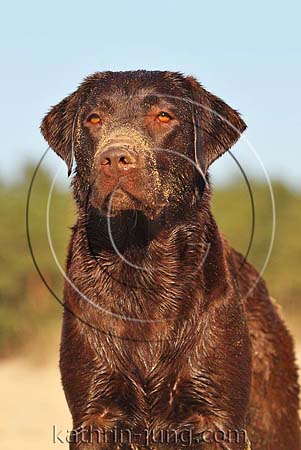 Hund Labrador nass sandig schmutzig Portrait