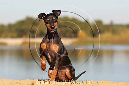 Hund Mischling Herbst See