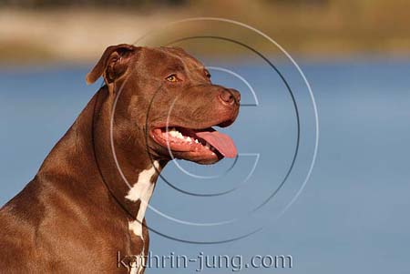 American Staffordshire Terrier braun Wasser See Portrait