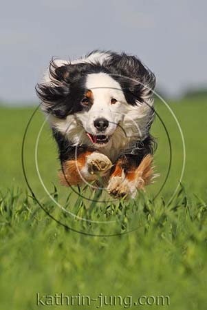 Australian Shepherd in Action