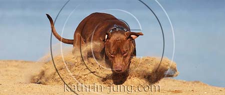 American Staffordshire Terrier braun Action am See