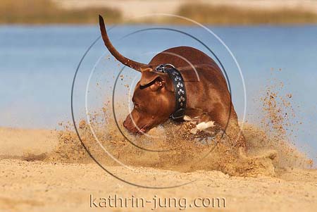 American Staffordshire Terrier braun Action am See Sand stiebt