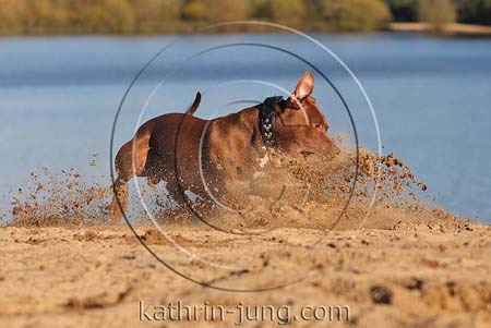 Hund American Staffordshire Terrier Action am See Sand stiebt
