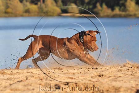 Hund American Staffordshire Terrier Action am See Sand