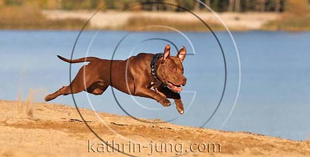 Hund American Staffordshire Terrier Action See fliegt