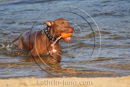 Hund American Staffordshire Terrier apportiert Kong aus Wasser
