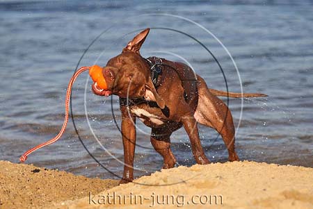 Hund American Staffordshire Terrier apportiert Kong aus Wasser schüttelt sich