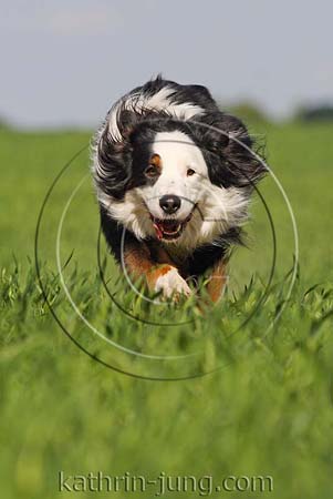 Australian Shepherd in Action Australian Shepherd in Action