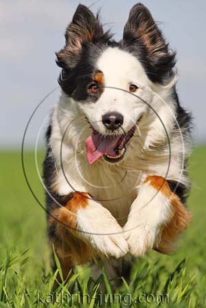 Australian Shepherd in Action Australian Shepherd in Action