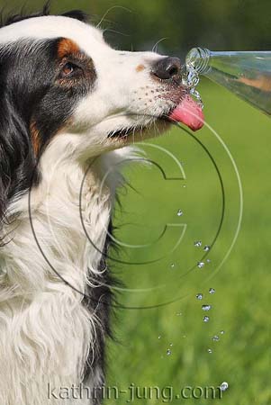 Australian Shepherd trinkt Australian Shepherd trinkt