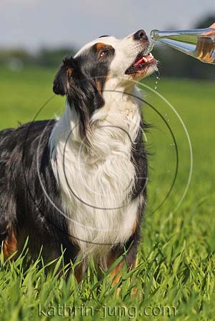 Australian Shepherd trinkt