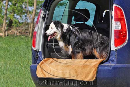 Hund im Auto Australian Shepherd Hund im Auto Australian Shepherd