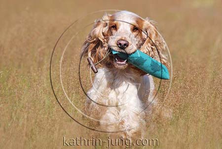 Hund apportiert Dummy English Cocker Spaniel