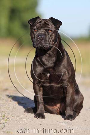 Shar Pei Mischling