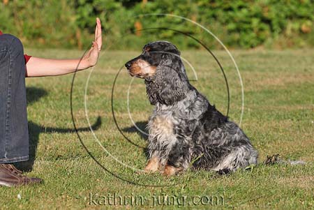 Hund übt Kunststück