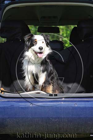 Hund im Auto Hund im Auto