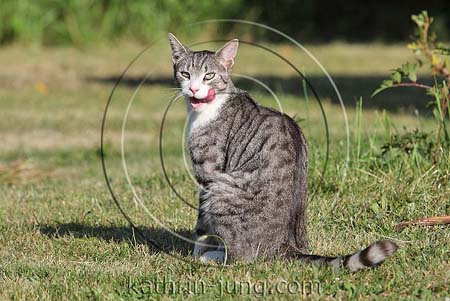 Hauskatze Garten leckt sich das Maul