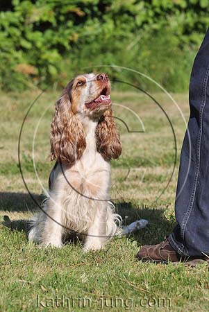 English Cocker Spaniel zobel