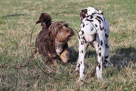 Begegnung 2 Hunde