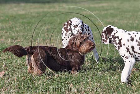 Begegnung 3 Hunde