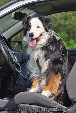 Australian Shepherd Hund im Auto Australian Shepherd Hund im Auto