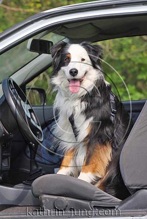 Hund Auto Australian Shepherd