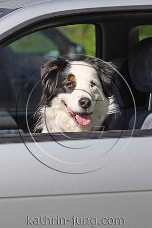 Hund im Auto