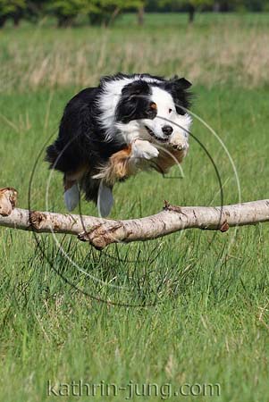 Australian Shepherd springt