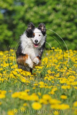 Australian Shepherd Blumen