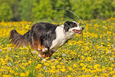 Australian Shepherd in Action