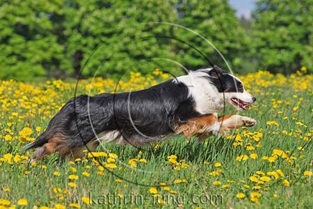 Australian Shepherd in Action Australian Shepherd in Action